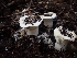  ( - HAY-F-003494)  @11 [ ] by-nc (2023) Sadie Hickey Fungal Diversity Survey