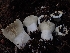 ( - HAY-F-003494)  @11 [ ] by-nc (2023) Sadie Hickey Fungal Diversity Survey