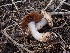 ( - HAY-F-003382)  @11 [ ] by-nc (2023) Sadie Hickey Fungal Diversity Survey