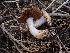  ( - HAY-F-003382)  @11 [ ] by-nc (2023) Sadie Hickey Fungal Diversity Survey
