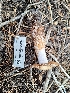  ( - HAY-F-003382)  @11 [ ] by-nc (2023) Sadie Hickey Fungal Diversity Survey