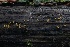  ( - HAY-F-004717)  @11 [ ] by-nc (2023) Taye Bright Fungal Diversity Survey