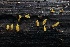 ( - HAY-F-004717)  @11 [ ] by-nc (2023) Taye Bright Fungal Diversity Survey