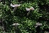  ( - HAY-F-004722)  @11 [ ] by-nc (2023) Taye Bright Fungal Diversity Survey