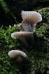  ( - HAY-F-004722)  @11 [ ] by-nc (2023) Taye Bright Fungal Diversity Survey