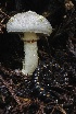  ( - HAY-F-004726)  @11 [ ] by-nc (2023) Taye Bright Fungal Diversity Survey