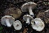  ( - HAY-F-004728)  @11 [ ] by-nc (2023) Taye Bright Fungal Diversity Survey