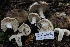  ( - HAY-F-004728)  @11 [ ] by-nc (2023) Taye Bright Fungal Diversity Survey