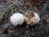  (Lycoperdon - HAY-F-003562)  @11 [ ] by-nc (2023) Sadie Hickey Fungal Diversity Survey