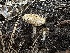  ( - LA-F-000115)  @11 [ ] c (2023) Rudy Diaz Fungal Diversity Survey
