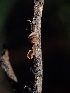  (Brunnipila sp. CA03 - HAY-F-003534)  @11 [ ] by-nc (2023) Sadie Hickey Fungal Diversity Survey