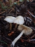  (Entoloma holoconiotum - HAY-F-003536)  @11 [ ] by-nc (2023) Sadie Hickey Fungal Diversity Survey