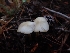  ( - HAY-F-003536)  @11 [ ] by-nc (2023) Sadie Hickey Fungal Diversity Survey