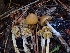  ( - HAY-F-003538)  @11 [ ] by-nc (2023) Sadie Hickey Fungal Diversity Survey