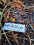  ( - HAY-F-003538)  @11 [ ] by-nc (2023) Sadie Hickey Fungal Diversity Survey