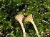  ( - HAY-F-003540)  @11 [ ] by-nc (2023) Sadie Hickey Fungal Diversity Survey