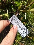  ( - HAY-F-003540)  @11 [ ] by-nc (2023) Sadie Hickey Fungal Diversity Survey