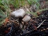  (Entoloma sp. CA40 - HAY-F-003543)  @11 [ ] by-nc (2023) Sadie Hickey Fungal Diversity Survey
