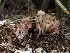  ( - HAY-F-003546)  @11 [ ] by-nc (2023) Sadie Hickey Fungal Diversity Survey