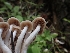  ( - HAY-F-003546)  @11 [ ] by-nc (2023) Sadie Hickey Fungal Diversity Survey