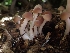  ( - HAY-F-003546)  @11 [ ] by-nc (2023) Sadie Hickey Fungal Diversity Survey