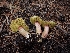  (Xerocomellus - HAY-F-003551)  @11 [ ] by-nc (2023) Sadie Hickey Fungal Diversity Survey