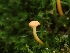  ( - HAY-F-003552)  @11 [ ] by-nc (2023) Sadie Hickey Fungal Diversity Survey
