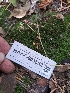  ( - HAY-F-003552)  @11 [ ] by-nc (2023) Sadie Hickey Fungal Diversity Survey