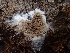  ( - HAY-F-003555)  @11 [ ] by-nc (2023) Sadie Hickey Fungal Diversity Survey