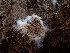  ( - HAY-F-003555)  @11 [ ] by-nc (2023) Sadie Hickey Fungal Diversity Survey