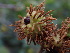  (Gymnosporangium sp. CA02 - HAY-F-003956)  @11 [ ] by-nc (2023) Grace Stark Fungal Diversity Survey