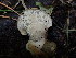  ( - HAY-F-003797)  @11 [ ] by-nc (2023) Grace Stark Fungal Diversity Survey