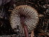  ( - HAY-F-003798)  @11 [ ] by-nc (2023) Grace Stark Fungal Diversity Survey