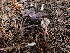  ( - HAY-F-003798)  @11 [ ] by-nc (2023) Grace Stark Fungal Diversity Survey