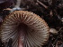  ( - HAY-F-003798)  @11 [ ] by-nc (2023) Grace Stark Fungal Diversity Survey