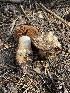  ( - HAY-F-003958)  @11 [ ] by-nc (2023) Grace Stark Fungal Diversity Survey