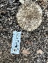  (Russula sp. atrata-PNW09 - HAY-F-001735)  @11 [ ] by-nc (2023) Bat Vardeh Fungal Diversity Survey