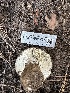 ( - HAY-F-001735)  @11 [ ] by-nc (2023) Bat Vardeh Fungal Diversity Survey