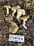  (Entoloma sp. CA46 - HAY-F-001725)  @11 [ ] by-nc (2023) Bat Vardeh Fungal Diversity Survey