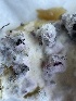  (Hypomyces rosellus - HAY-F-004246)  @11 [ ] by-nc (2023) Jaren Hockert Fungal Diversity Survey