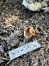  (Peziza sp. CA08 - HAY-F-004313)  @11 [ ] by-nc (2023) Jaren Hockert Fungal Diversity Survey