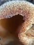  ( - HAY-F-004313)  @11 [ ] by-nc (2023) Jaren Hockert Fungal Diversity Survey