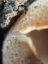  ( - HAY-F-004313)  @11 [ ] by-nc (2023) Jaren Hockert Fungal Diversity Survey