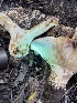  ( - HAY-F-004314)  @11 [ ] by-nc (2023) Jaren Hockert Fungal Diversity Survey