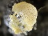  (Peziza sp. KH-98-53 - HAY-F-004329)  @11 [ ] by-nc (2023) Jaren Hockert Fungal Diversity Survey