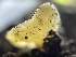  ( - HAY-F-004329)  @11 [ ] by-nc (2023) Jaren Hockert Fungal Diversity Survey