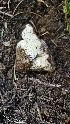  (Boletus subalpinus - HAY-F-002229)  @11 [ ] by-nc (2023) Thea Chesney Fungal Diversity Survey
