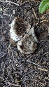  ( - HAY-F-002229)  @11 [ ] by-nc (2023) Thea Chesney Fungal Diversity Survey