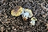  ( - HAY-F-002235)  @11 [ ] by-nc (2023) Thea Chesney Fungal Diversity Survey