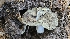  (Russula sp. Woo15 - HAY-F-002236)  @11 [ ] by-nc (2023) Thea Chesney Fungal Diversity Survey